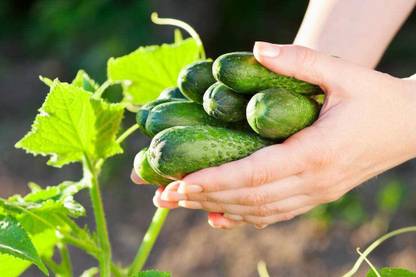 CYBEXIS Holland Mini Cucumber Seeds -250 Seeds Seed