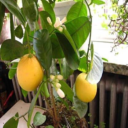 CRGO ™ XII-713 Lemon Tree Seeds Fruit Tree Bonsai Seeds Seed