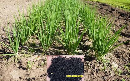 ActrovaX Seeds of Shallots Hybrid Small Onion [10gm Seeds] Seed