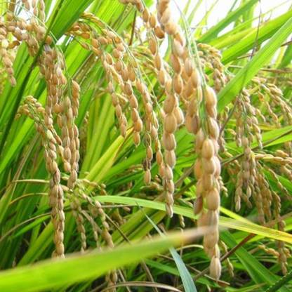 PMA Miniket Rice Paddy, Rice Paddy for Farming, Organic Rice Seed