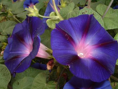 CEZIUS Seeds for Gardening Ipomoea-violacea Seed