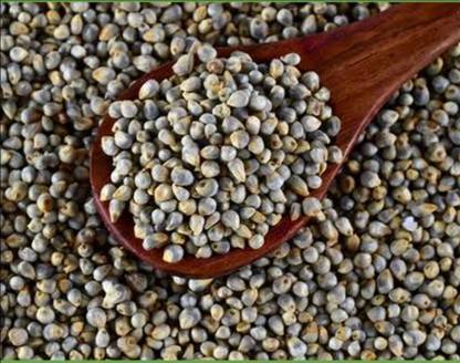 HYBRID 1kg bajra grass seeds more milk testy grass seeds highest yield Seed