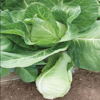 WILLVINE MAH -IV Murdoc Pointed Head Cabbage Seeds [1g] Seed