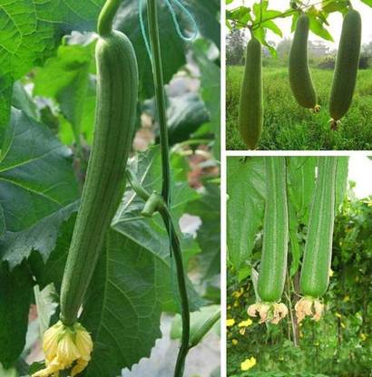 KNESSiN VIII-26 Loofah Green Sponge Gourd Seed