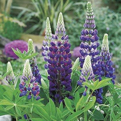 AXAQI Lupin Florida Giant Mix Flower Plant Seed