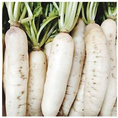 Avysa Rare White Radish (Mooli) Vegetable Seed