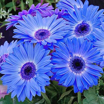 Lorvox African Daisy – Dimorphotheca Mixed Color Flower Seed