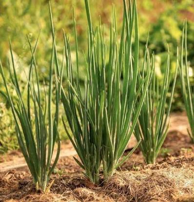 VibeX ® RXI-305 Evergreen Bunching Nebuka Onion Seeds Seed