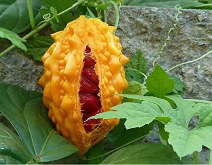 Qualtivate XXX-1A Chinese Bitter Melon Gourd Seed