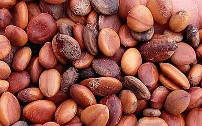 EasySeeds Cassia seeds, Cassia Fistula,Golden Shower Tree, Amaltas Seed,Indian Laburnum Seeds Seed