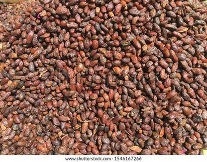 Mozette Khirni fruit Seed