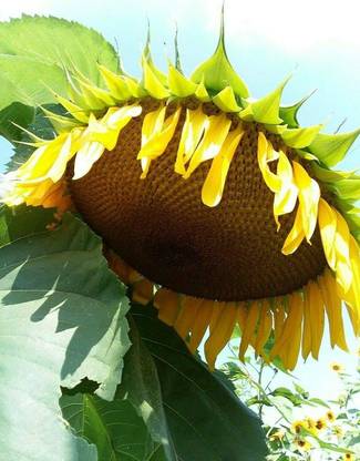 CYBEXIS ATS-50 - "Yellow Giant" Sunflower - (1350 Seeds) Seed