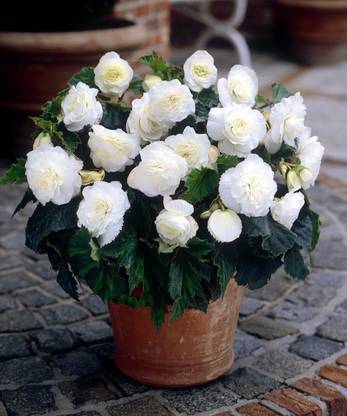 Audbhidhi Flower Bulbs for Winter Season Begonia White Seed