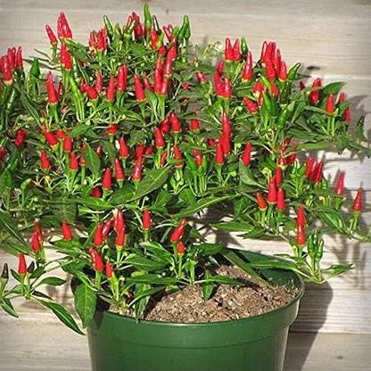 Qualtivate XXX-5A Hot Heirloom Chilli from Thailand!! Seed