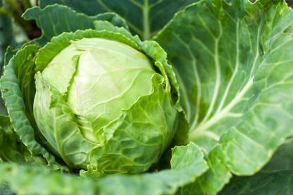 DHENU PRASAD 1943 F1 Hybrid Big Cabbage Seed