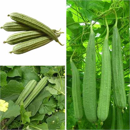 VibeX ® RXI-231 Ridge Gourd | Chinese Okra | Turia Non-GMO Seed