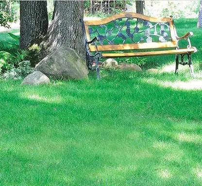 BJUBAS lawn gaess seeds for football ground pack of 2295 Seed