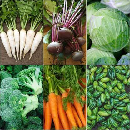 ibains Chinese vegetable seeds combo Seed
