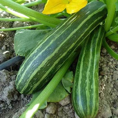 CYBEXIS LXI-39 - Organic Cocozelle Zucchini Squash - (75 Seeds) Seed