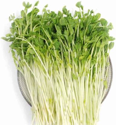 CYBEXIS Watercress Seeds Rich Vitamins 700 Seeds Seed