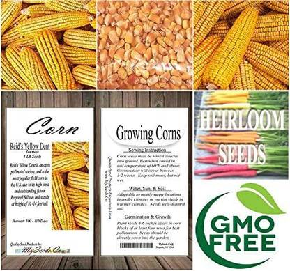 VibeX XL-12 - Reid's Yellow Field Corn - (750 Seeds) Seed