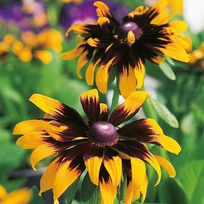 M-Tech Gardens Rare Hybrid Rudbeckia " Aries " Exotic 30 Seed