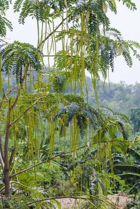 CYBEXIS HUA-48 - Flowering DRUMSTICK TREE Moringa Oleifera - (150 Seeds) Seed