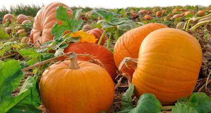 CYBEXIS LXI-73 - Moschata Pumpkin Premium Hybrid Quality - (100 Seeds) Seed