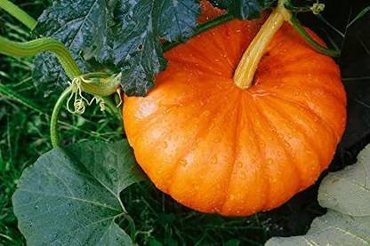 VibeX ® XXL-29 Pumpkin Seeds Hybrid Seeds Seed