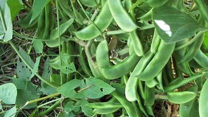SBGARDEN flat beans seeds Seed