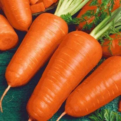 VibeX GBPUT-44 - Red Cored Chantenay Carrot - (250 Seeds) Seed