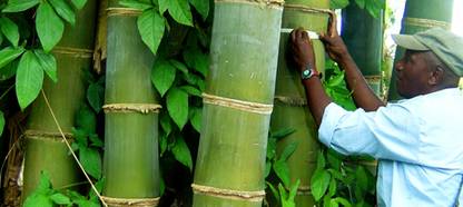 EasySeeds Bamboo Tree, Big Bamboo, Bans, Dendrocalamus Giganteus Seed