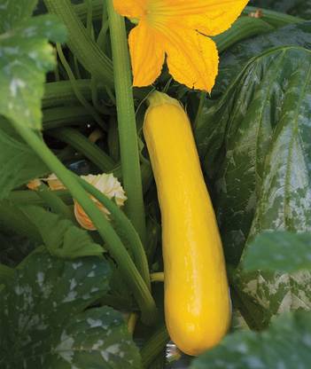 CYBEXIS GBPUT-78 - Butterstick Zucchini Summer Squash - (75 Seeds) Seed