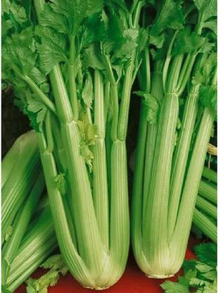 ActrovaX F1 Hybrid Giant Pascal Celery [8000 Seeds] Seed