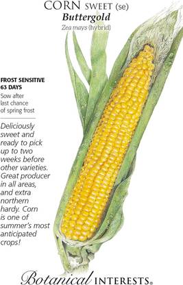 WILLVINE PUSA -XVI Buttergold Sweet Corn Seeds-[250g] Seed