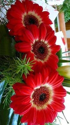 Lorvox Hybrid Gerbera Daisy Mix Flower Seed