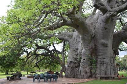WILLVINE African Baobab Tree Seeds-LXI-417 Seed
