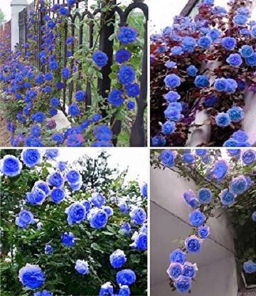 LPR FLOWER MIX Seed
