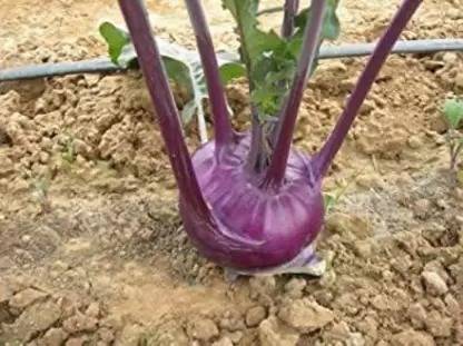 MAA Knol Khol, Kohlrabi Seed