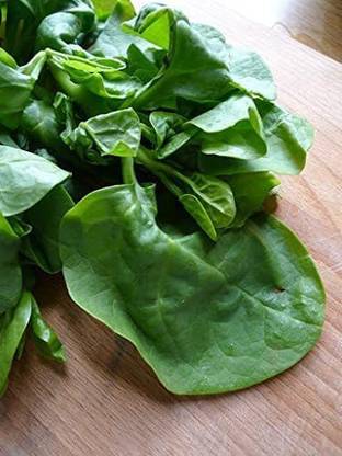 VibeX LXI-56 - Malabar Spinach - (250 Seeds) Seed