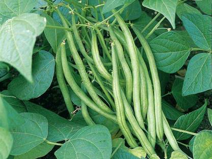 Aywal Vegetable Seeds French Beans Seed