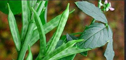 KANAYA Cluster Beans ,Guar Phali, Seed