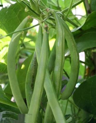 Avysa Vegetable Seeds French Beans Seed