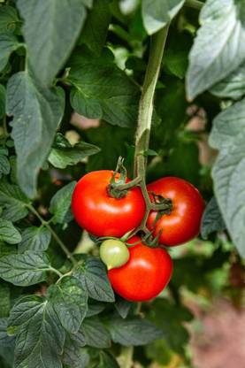 VERTISE tomato Seed