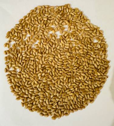 Sant Seeds LLP WHEAT SEEDS DBW 327(KARAN SHIVANI) FOR SOWING FARMING & AGRICULTURE KHETI Seed