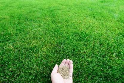 ibains American grass seeds Seed