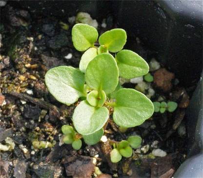 CYBEXIS LXI-39 - Creeping Thyme-Thymus Serpyllum - (150 Seeds) Seed