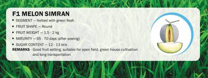 VibeX F1 MELON SIMRAN(200 Seeds) Seed