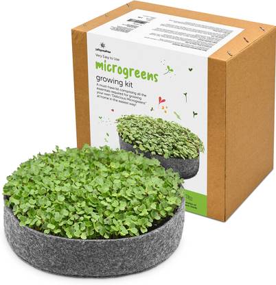 satopradhan Microgreen Growing Kit - Sustainable & Ready to Use DIY Microgreen Seeds Grow Seed
