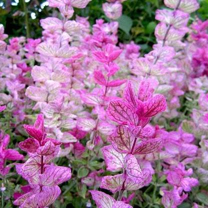 NooElec Seeds India Clary Sage Seeds - Pink Sundae - Packet - Pink Flower Seeds, Open Pollinated Seed